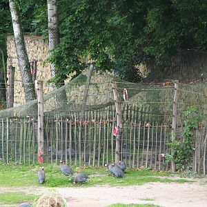 Helmeted guineafowl holding aviary, 2020-07-14