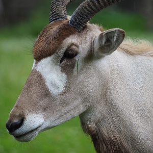 Addax (Addax nasomaculatus), 2020-07-14