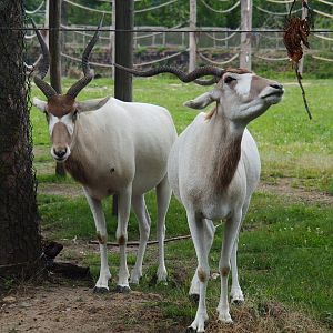 Addaxes (Addax nasomaculatus), 2020-07-14