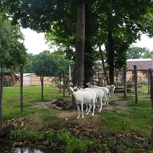 Kordofan giraffe, Addax, Mhorr gazelle and Helmeted guineafowl savanna exhibit - Area inaccessible to giraffes, 2020-07-14