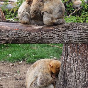 Barbary macaques (Macaca sylvanus), 2020-07-14