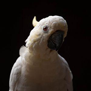 Yellow-crested cockatoo