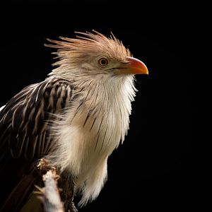 Guira cuckoo