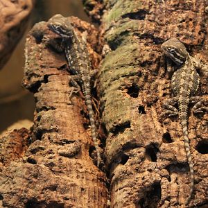 Bearded dragons - juveniles