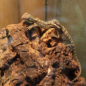 Bearded dragons - juveniles