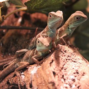 Green basilisks - juvenile