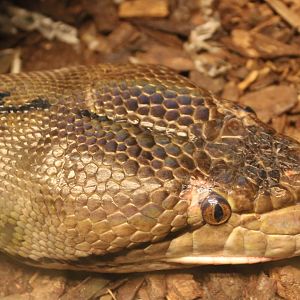 Reticulated python