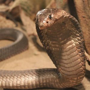 Egyptian cobra
