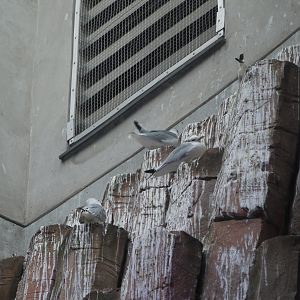Black-Legged Kittiwake