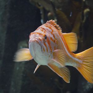 Canary Rockfish