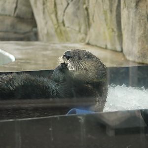 Sea Otter