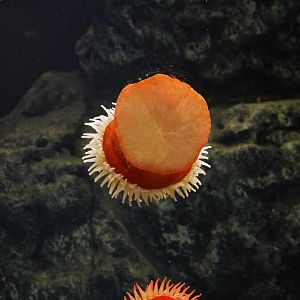 Fish-Eating Anemone