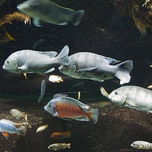 Chambo Cichlid and Redfin Hap