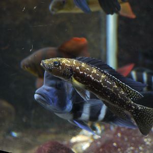 Lepidiolamprologus kendalli