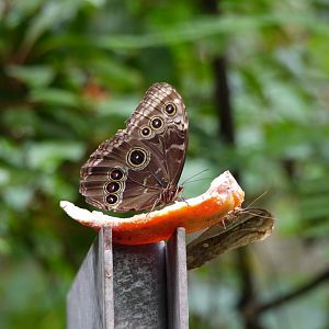 Peleides Blue Morpho
