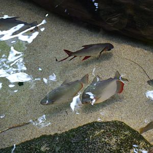 Giant Prochilodus and Hardbellied Silver Dollar