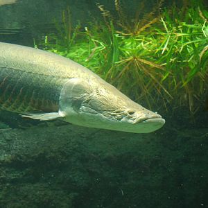 Arapaima