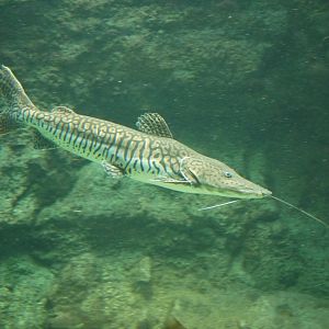 Barred Shovelnose Catfish