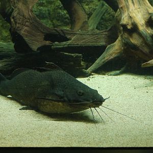 Achara Catfish