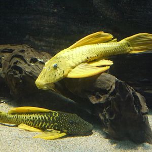 Golden Sailfin Pleco