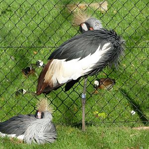 Cranes and ducks, October 2020