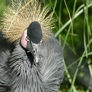 Black-crowned crane, October 2020