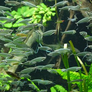 African Glass Catfish