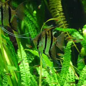 Red Spotted Peru Angelfish