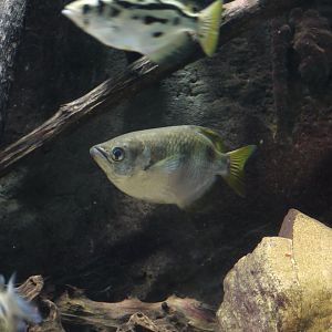 Banded Archerfish