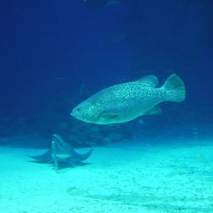 Queensland Grouper