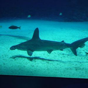 Scalloped Hammerhead
