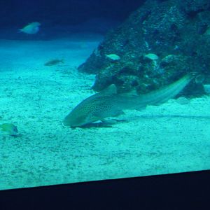 Zebra Shark
