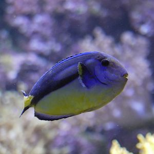Regal Tang