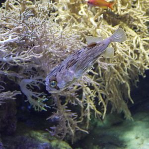Long-Spine Porcupinefish