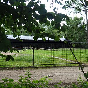 Arabian oryx paddock, 2020-07-14