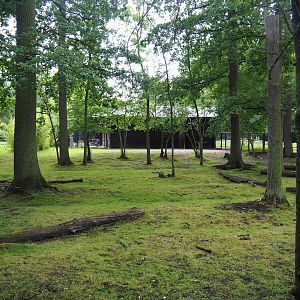 Mountain bongo and Kirk's dik-dik paddock, 2020-07-14
