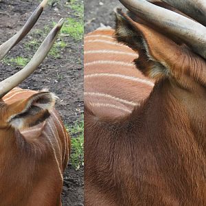 Mountain bongo (Tragelaphus eurycerus isaaci), 2020-07-14