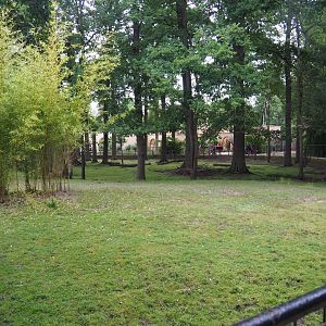 Mountain bongo and Kirk's dik-dik paddock, 2020-07-14