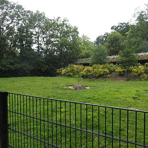 Ostrich paddock, 2020-07-14