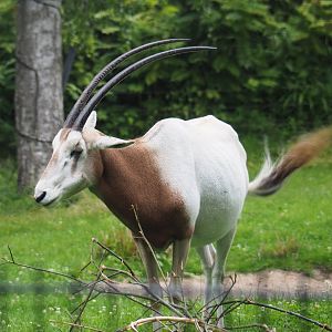 Scimitar-horned oryx (Oryx dammah), 2020-07-14