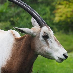 Scimitar-horned oryx (Oryx dammah), 2020-07-14