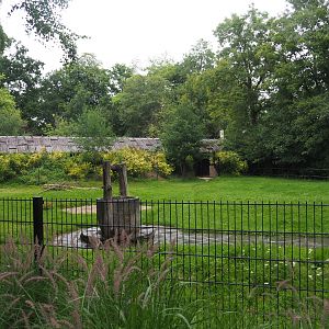 Scimitar-horned oryx paddock, 2020-07-14