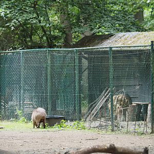 Temporary housing for a juvenile capybara next to the guanaco paddock, 2020-07-14