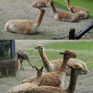 Vicuña herd (Vicugna vicugna), 2020-07-14