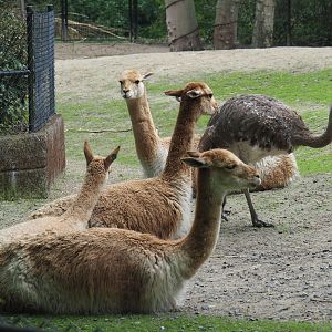 Vicuñas (Vicugna vicugna) and Darwin's rhea (Rhea pennata), 2020-07-14
