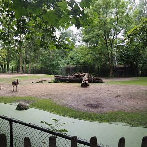 Vicuña and Darwin's rhea paddock, 2020-07-14