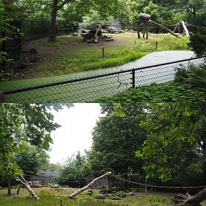 Chacoan peccary, Ring-tailed coati and White-nosed coati exhibit, 2020-07-14