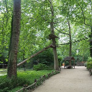 Walkway and trees with Ring-tailed and White-nosed coati climbing structures, 2020-07-14