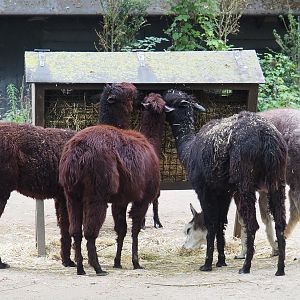 Alpacas (Vicugna pacos), 2020-07-14