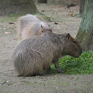 Capybaras (Hydrochoerus hydrochaeris), 2020-07-14